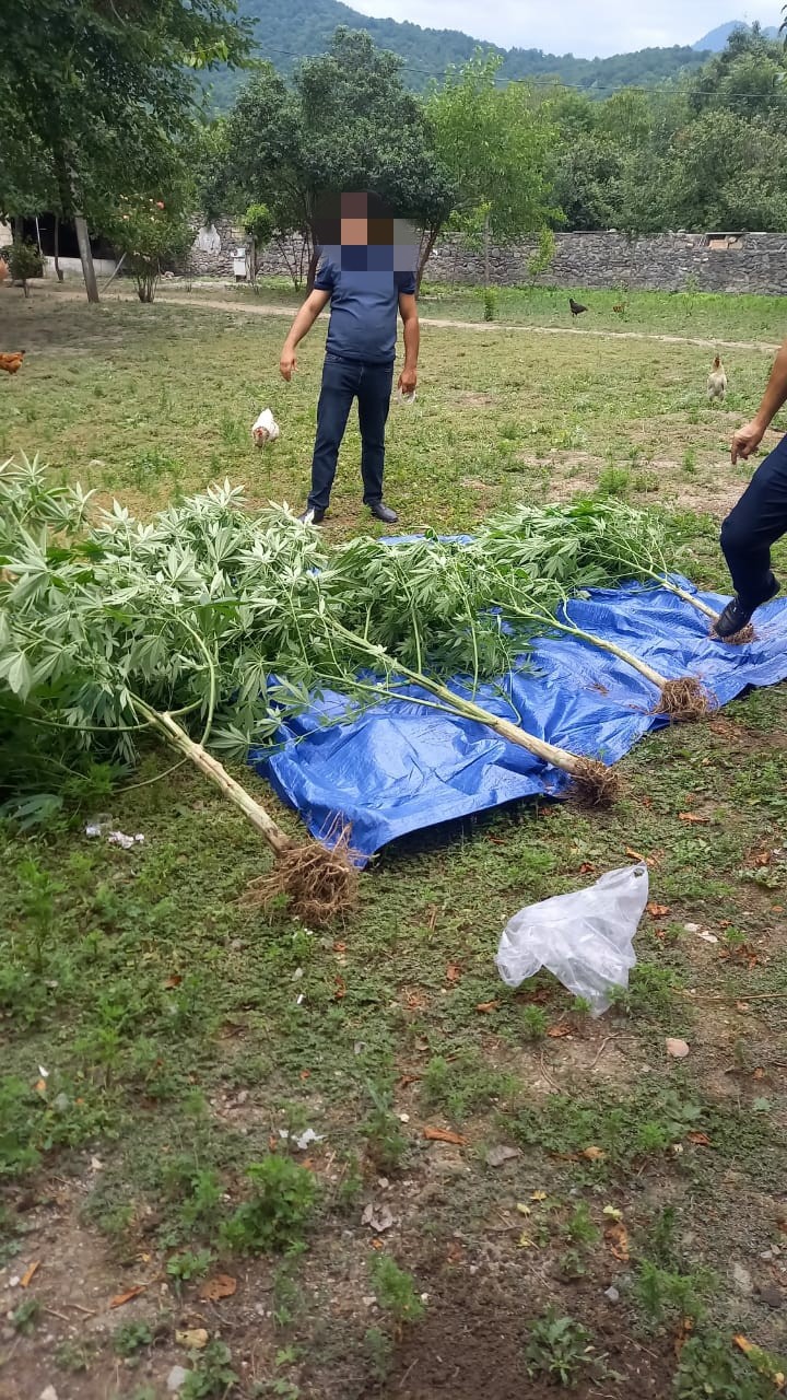 Bostan bitkilərinin arasında çətənə kolu yetişdirən keçmiş məhkum saxlanıldı